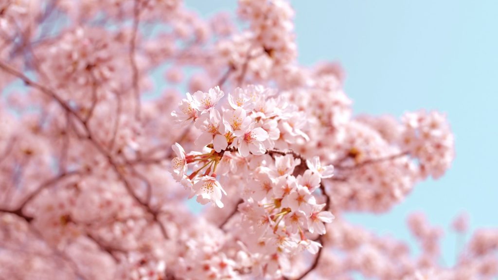 Japón en primavera